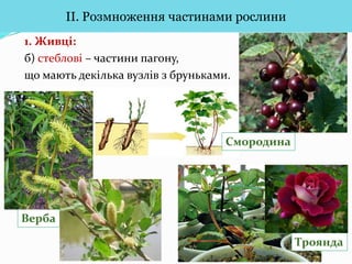 Вегетативне розмноження