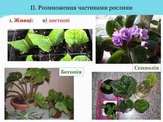 Вегетативне розмноження