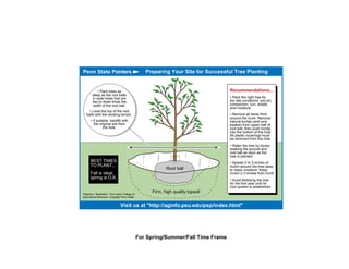 Graphics / Illustration: Tom Laird, College of
Agricultural Sciences. Copyright Penn State.
Preparing Your Site for Successful Tree Planting
Visit us at "http://aginfo.psu.edu/psp/index.html"
Penn State Pointers
For Spring/Summer/Fall Time Frame
Root ball
Firm, high quality topsoil
Recommendations...
• Plant the right tree for
the site conditions: soil pH,
compaction, sun, shade
and moisture.
• Remove all twine from
around the trunk. Remove
natural burlap (and wire
basket) from upper half of
root ball, then push burlap
into the bottom of the hole.
All plastic coverings must
be removed from the hole.
• Water the tree by slowly
soaking the ground and
root ball as soon as the
tree is planted.
• Spread 2 to 3 inches of
mulch around the tree base
to retain moisture. Keep
mulch 2-3 inches from trunk.
• Avoid fertilizing the tree
for the first year until its
root system is established.
BEST TIMES
TO PLANT...
Fall is ideal,
spring is O.K.
• Plant trees as
deep as the root balls
in wide holes that are
two to three times the
width of the root ball.
• Level the top of the root
balls with the existing terrain.
• If suitable, backfill with
the original soil from
the hole.
 