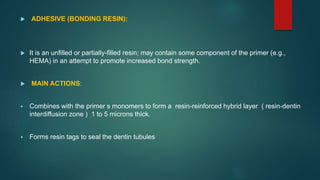  ADHESIVE (BONDING RESIN):
 It is an unfilled or partially-filled resin; may contain some component of the primer (e.g.,
HEMA) in an attempt to promote increased bond strength.
 MAIN ACTIONS:
 Combines with the primer s monomers to form a resin-reinforced hybrid layer ( resin-dentin
interdiffusion zone ) 1 to 5 microns thick.
 Forms resin tags to seal the dentin tubules
 