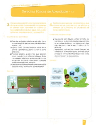 Derechos Básicos de Aprendizaje • V.1
11
3.
Comprende la relación entre las características
físicas de plantas y animales con los ambientes
en donde viven, teniendo en cuenta sus
necesidades básicas (luz, agua, aire, suelo,
nutrientes, desplazamiento y protección).
Evidencias de aprendizaje
q	Describe y clasifica plantas y animales de su
entorno, según su tipo de desplazamiento, dieta
y protección.
q	Explica cómo las características físicas de un
animal o planta le ayudan a vivir en un cierto
ambiente.
q	Predice posibles problemas que podrían
ocurrir cuando no se satisfacen algunas de las
necesidades básicas en el desarrollo de plantas
y animales, a partir de los resultados obtenidos
en experimentaciones sencillas.
q	Establece relaciones entre las características de
los seres vivos y el ambiente donde habitan.
Ejemplo
4.
Explica los procesos de cambios físicos que
ocurren en el ciclo de vida de plantas y
animales de su entorno, en un período de
tiempo determinado.
Evidencias de aprendizaje
q	Representa con dibujos u otros formatos los
cambios en el desarrollo de plantas y animales
en un período de tiempo, identificando procesos
como la germinación, la floración y la aparición
de frutos.
q	Representa con dibujos u otros formatos los
cambios en el desarrollo de los animales en un
período de tiempo, identificando procesos como
el crecimiento y la reproducción.
Ejemplo
Ciencias Naturales • Grado 2º
CienciasNaturales DBA_Final.indd 11 12/10/16 3:16 p.m.
 