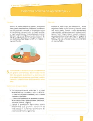 Derechos Básicos de Aprendizaje • V.1
23
5.
Comprende la clasificación de los organismos
en grupos taxonómicos, de acuerdo con el
tipo de células que poseen y reconoce la
diversidad de especies que constituyen nuestro
planeta y las relaciones de parentesco entre
ellas.
Evidencias de aprendizaje
q	Identifica organismos (animales o plantas)
de su entorno y los clasifica usando gráficos,
tablas y otras representaciones siguiendo claves
taxonómicas simples.
q	Clasifica los organismos en diferentes dominios,
de acuerdo con sus tipos de células (procariota,
eucariota, animal, vegetal).
q	Explica la clasificación taxonómica como
mecanismo que permite reconocer la
biodiversidad en el planeta y las relaciones de
parentesco entre los organismos.
Ciencias Naturales • Grado 6º
Ejemplo
Realiza un experimento que permita observar el
intercambio de sustancias a través de membrana
celular y describe cómo influye en este proceso el
medio en el que se encuentra la célula. Para ello
pueden emplear los siguientes materiales: mango
o pepino, agua y sal. Construye la explicación de
sus resultados utilizando para tal fin un modelo o
representación.
Ejemplo
Establece relaciones de parentesco entre
organismos tales como: mono y hombre, pez y
ave, maíz y gallina, hombre y cerdo, atendiendo a
órdenes jerárquicos de clasificación (dominio, reino,
división, clase, orden, familia, género, especie).
Organiza la información obtenida en gráficos o
tablas y elabora conclusiones a partir del análisis
de los resultados.
CienciasNaturales DBA_Final.indd 23 12/10/16 3:16 p.m.
 