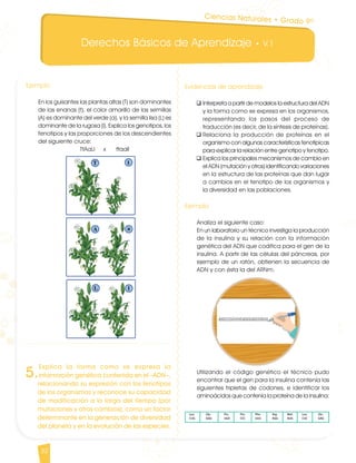 Derechos Básicos de Aprendizaje • V.1
32
5.
Explica la forma como se expresa la
información genética contenida en el –ADN–,
relacionando su expresión con los fenotipos
de los organismos y reconoce su capacidad
de modificación a lo largo del tiempo (por
mutaciones y otros cambios), como un factor
determinante en la generación de diversidad
del planeta y en la evolución de las especies.
Ejemplo
En los guisantes las plantas altas (T) son dominantes
de las enanas (t), el color amarillo de las semillas
(A) es dominante del verde (a), y la semilla lisa (L) es
dominante de la rugosa (l). Explica los genotipos, los
fenotipos y las proporciones de los descendientes
del siguiente cruce:
TtAaLl x ttaall
Evidencias de aprendizaje
q	Interpreta a partir de modelos la estructura del ADN
y la forma como se expresa en los organismos,
representando los pasos del proceso de
traducción (es decir, de la síntesis de proteínas).
q	Relaciona la producción de proteínas en el
organismo con algunas características fenotípicas
para explicar la relación entre genotipo y fenotipo.
q	Explica los principales mecanismos de cambio en
el ADN (mutación y otros) identificando variaciones
en la estructura de las proteínas que dan lugar
a cambios en el fenotipo de los organismos y
la diversidad en las poblaciones.
Ejemplo
Analiza el siguiente caso:
En un laboratorio un técnico investiga la producción
de la insulina y su relación con la información
genética del ADN que codifica para el gen de la
insulina. A partir de las células del páncreas, por
ejemplo de un ratón, obtienen la secuencia de
ADN y con ésta la del ARNm.
Utilizando el código genético el técnico pudo
encontrar que el gen para la insulina contenía las
siguientes tripletas de codones, e identificar los
aminoácidos que contenía la proteína de la insulina:
Ciencias Naturales • Grado 9º
CienciasNaturales DBA_Final.indd 32 12/10/16 3:17 p.m.
 