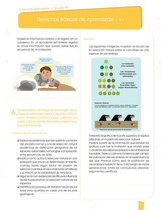 Derechos Básicos de Aprendizaje • V.1
33
6.
Analiza teorías científicas sobre el origen de las
especies (selección natural y ancestro común)
como modelos científicos que sustentan sus
explicaciones desde diferentes evidencias y
argumentaciones.
Evidencias de aprendizaje
q	Explica las evidencias que dan sustento a la teoría
del ancestro común y a la de selección natural
(evidencias de distribución geográfica de las
especies, restos fósiles, homologías, comparación
entre secuencias de ADN).
q	Explica cómo actúa la selección natural en una
población que vive en un determinado ambiente,
cuando existe algún factor de presión de
selección (cambios en las condiciones climáticas)
y su efecto en la variabilidad de fenotipos.
q	Argumenta con evidencias científicas la influencia
de las mutaciones en la selección natural de las
especies.
q	Identifica los procesos de transformación de los
seres vivos ocurridos en cada una de las eras
geológicas.
Ejemplo
Las siguientes imágenes muestran la acción de
la selección natural sobre el camuflaje de una
especie de escarabajo.
Interpreta la gráfica de la parte superior y la explica
utilizando el modelo de selección natural.
Predice a partir de la información que brindan los
gráficos cuál fue la mutación que ocurrió, para
cuál de las dos especies (pájaros o escarabajos) es
favorable. Explica cuál es la incidencia del cambio
de coloración del escarabajo en la supervivencia
del ave. Predice cómo será la población de
escarabajos respecto de su color luego de varias
generaciones. Emite las conclusiones utilizando
argumentos científicos.
Analizó la información anterior y la registró en un
cuaderno. En un accidente del anterior registro
la única información que quedó visible fue la
secuencia de aminoácidos.
Ciencias Naturales • Grado 9º
CienciasNaturales DBA_Final.indd 33 12/10/16 3:17 p.m.
 