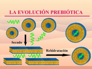LA EVOLUCIÓN PREBIÓTICA 