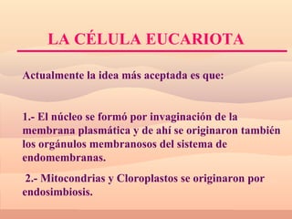 L A CÉLULA EUCARIOTA Actualmente la idea más aceptada es que: 1.- El núcleo se formó por invaginación de la membrana plasmática y de ahí se originaron también los orgánulos membranosos del sistema de endomembranas. 2.- Mitocondrias y Cloroplastos se originaron por endosimbiosis. 