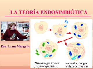 L A TEORÍA ENDOSIMBIÓTICA Dra. Lynn Margulis 