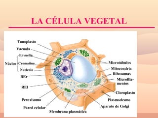 L A CÉLULA VEGETAL 