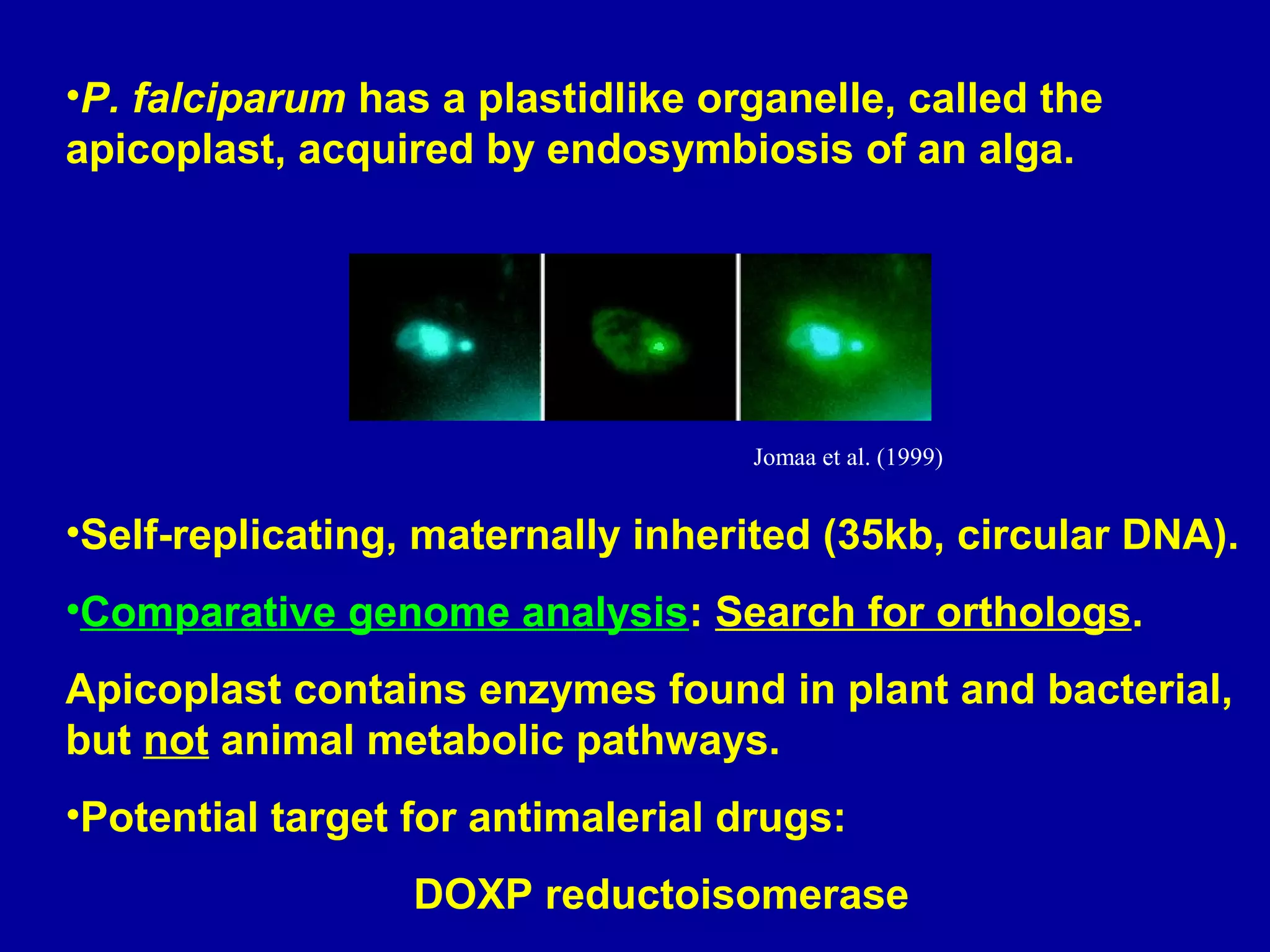 •P. falciparum has a plastidlike organelle, called the 
apicoplast, acquired by endosymbiosis of an alga. 
Jomaa et al. (1999) 
•Self-replicating, maternally inherited (35kb, circular DNA). 
•Comparative genome analysis: Search for orthologs. 
Apicoplast contains enzymes found in plant and bacterial, 
but not animal metabolic pathways. 
•Potential target for antimalerial drugs: 
DOXP reductoisomerase 
 