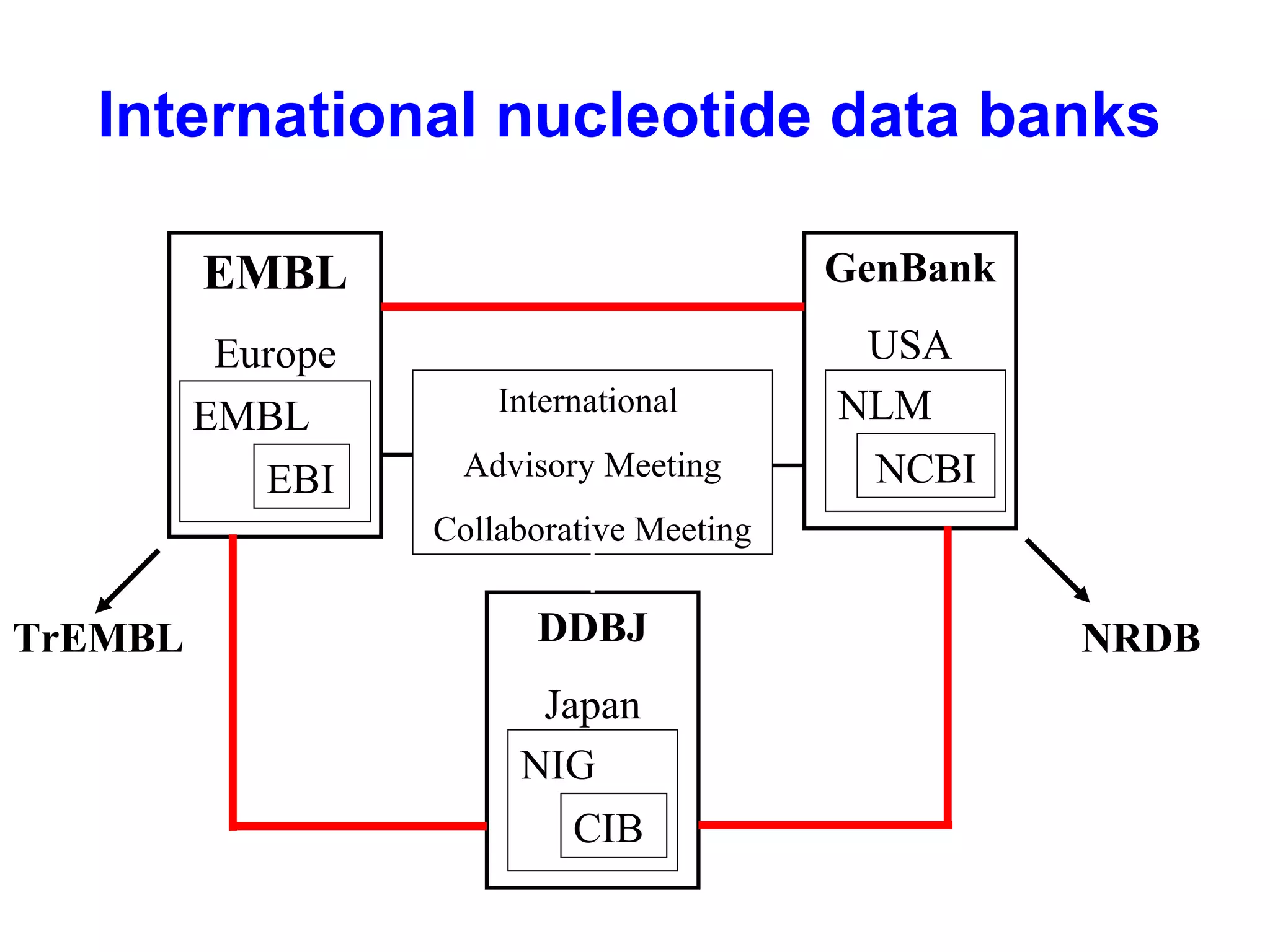 International nucleotide data banks 
EMBL 
Europe 
EMBL 
EBI 
GenBank 
USA 
NLM 
NCBI 
International 
Advisory Meeting 
Collaborative Meeting 
DDBJ 
Japan 
NIG 
CIB 
TrEMBL NRDB 
 