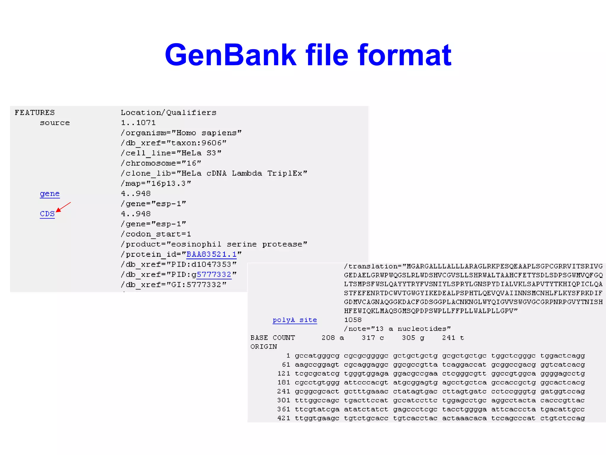 GenBank file format 
 