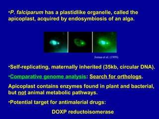 •P. falciparum has a plastidlike organelle, called the 
apicoplast, acquired by endosymbiosis of an alga. 
Jomaa et al. (1999) 
•Self-replicating, maternally inherited (35kb, circular DNA). 
•Comparative genome analysis: Search for orthologs. 
Apicoplast contains enzymes found in plant and bacterial, 
but not animal metabolic pathways. 
•Potential target for antimalerial drugs: 
DOXP reductoisomerase 
 