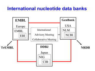 International nucleotide data banks 
EMBL 
Europe 
EMBL 
EBI 
GenBank 
USA 
NLM 
NCBI 
International 
Advisory Meeting 
Collaborative Meeting 
DDBJ 
Japan 
NIG 
CIB 
TrEMBL NRDB 
 