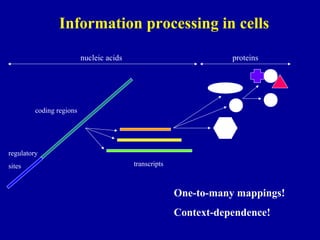 Information processing in cells 
coding regions 
regulatory 
sites 
nucleic acids 
transcripts 
proteins 
One-to-many mappings! 
Context-dependence! 
 