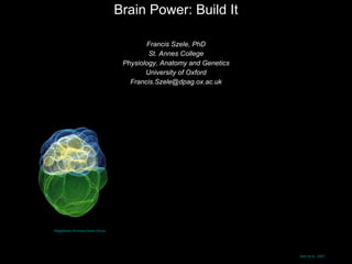 Brain Power: Build It Francis Szele, PhD St. Annes College Physiology, Anatomy and Genetics University of Oxford [email_address] Nam et al., 2007 Magdalena Zernicka-Goetz Group 