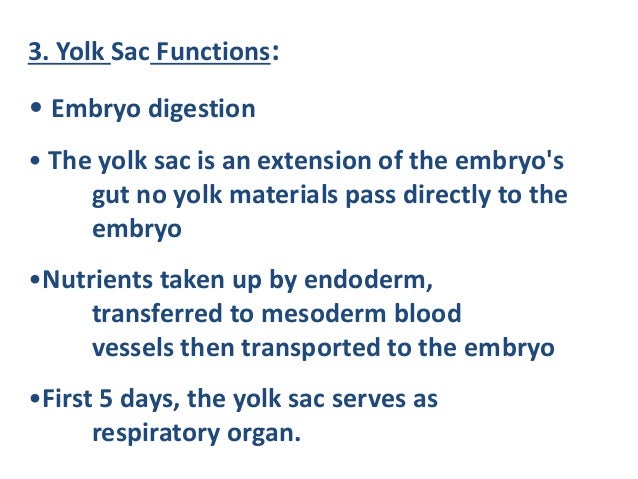 What is the function of the yolk sac?