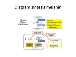 Diagram sintesis melanin
 