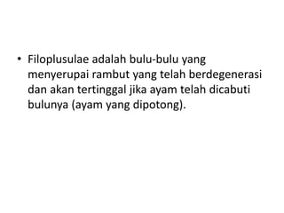 • Filoplusulae adalah bulu-bulu yang
menyerupai rambut yang telah berdegenerasi
dan akan tertinggal jika ayam telah dicabuti
bulunya (ayam yang dipotong).
 