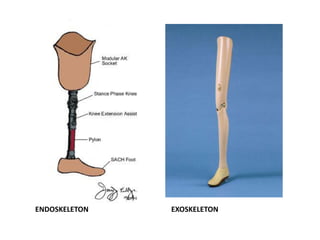 ENDOSKELETON EXOSKELETON
 