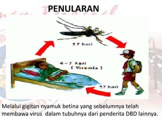 PENULARAN
Melalui gigitan nyamuk betina yang sebelumnya telah
membawa virus dalam tubuhnya dari penderita DBD lainnya.
 