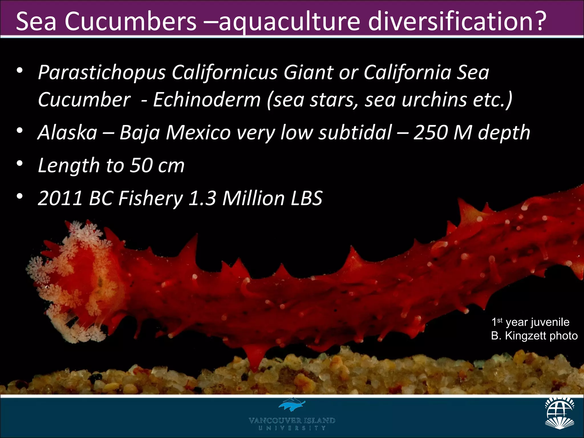 Sea Cucumbers –aquaculture diversification?
• Parastichopus Californicus Giant or California Sea
  Cucumber - Echinoderm (sea stars, sea urchins etc.)
• Alaska – Baja Mexico very low subtidal – 250 M depth
• Length to 50 cm
• 2011 BC Fishery 1.3 Million LBS




                                                 1st year juvenile
                                                 B. Kingzett photo
 