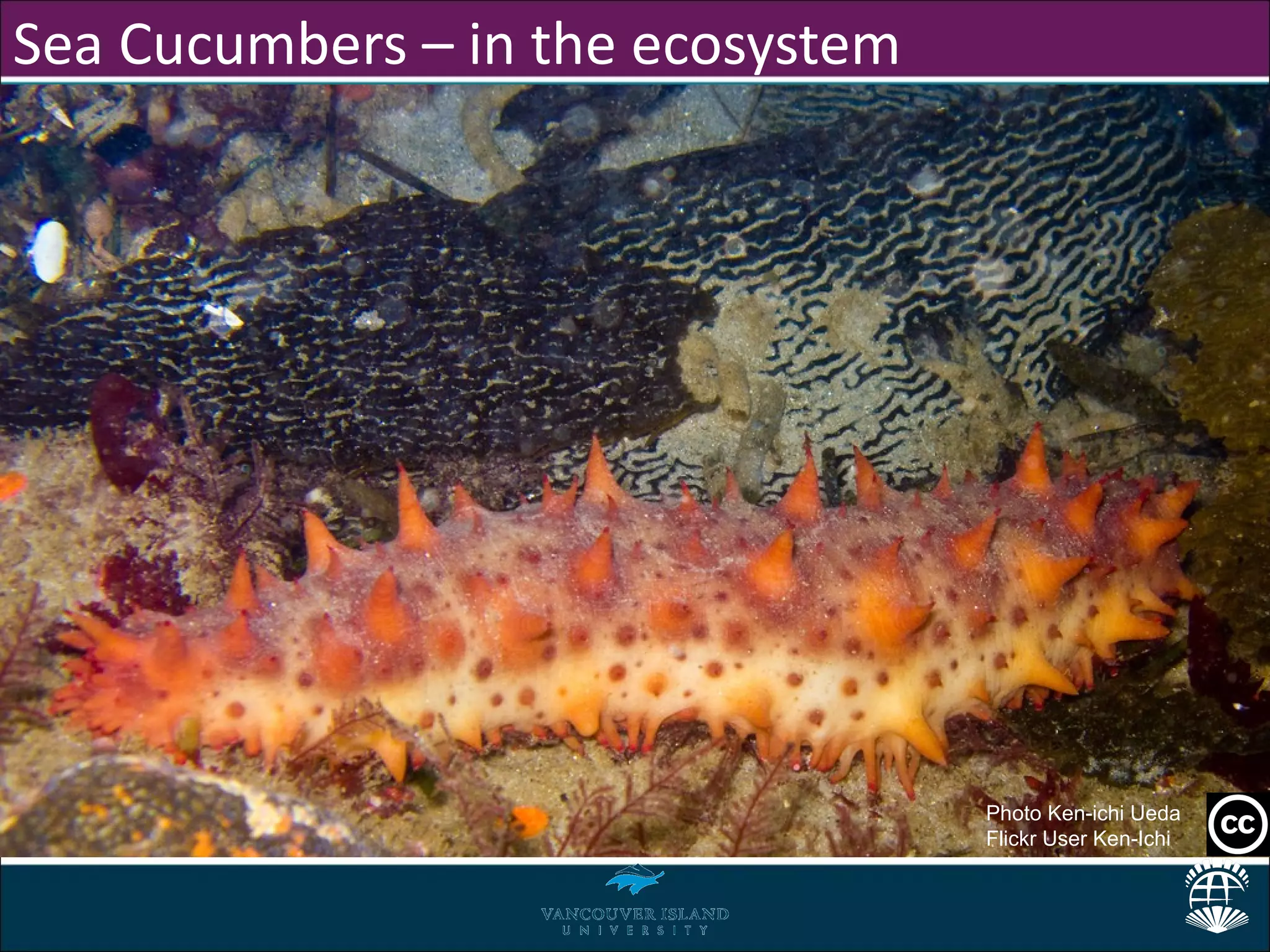 Sea Cucumbers – in the ecosystem




                                   Photo Ken-ichi Ueda
                                   Flickr User Ken-Ichi
 