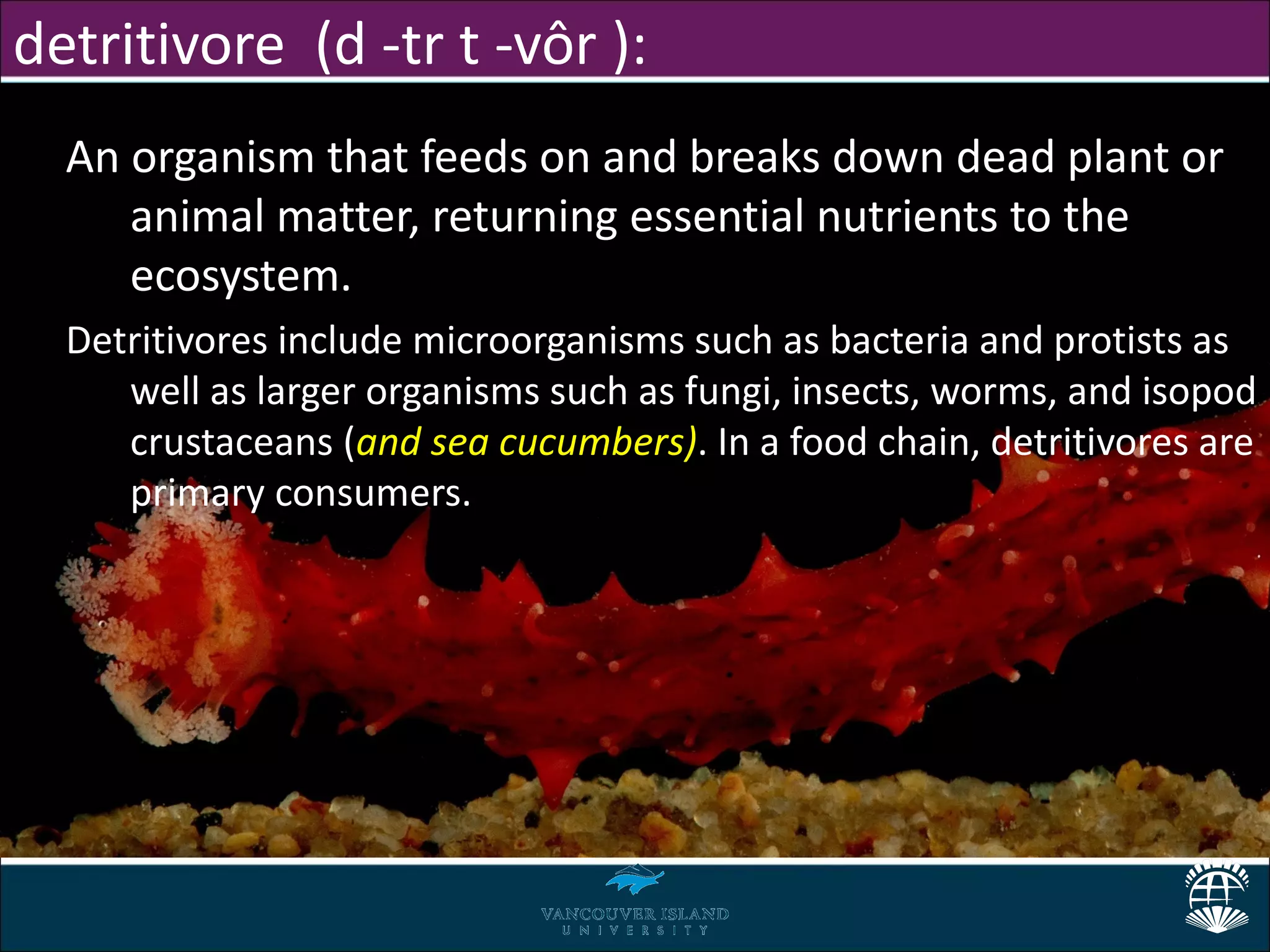 detritivore (d -tr t -vôr ):
  An organism that feeds on and breaks down dead plant or
     animal matter, returning essential nutrients to the
     ecosystem.
  Detritivores include microorganisms such as bacteria and protists as
     well as larger organisms such as fungi, insects, worms, and isopod
     crustaceans (and sea cucumbers). In a food chain, detritivores are
     primary consumers.
 