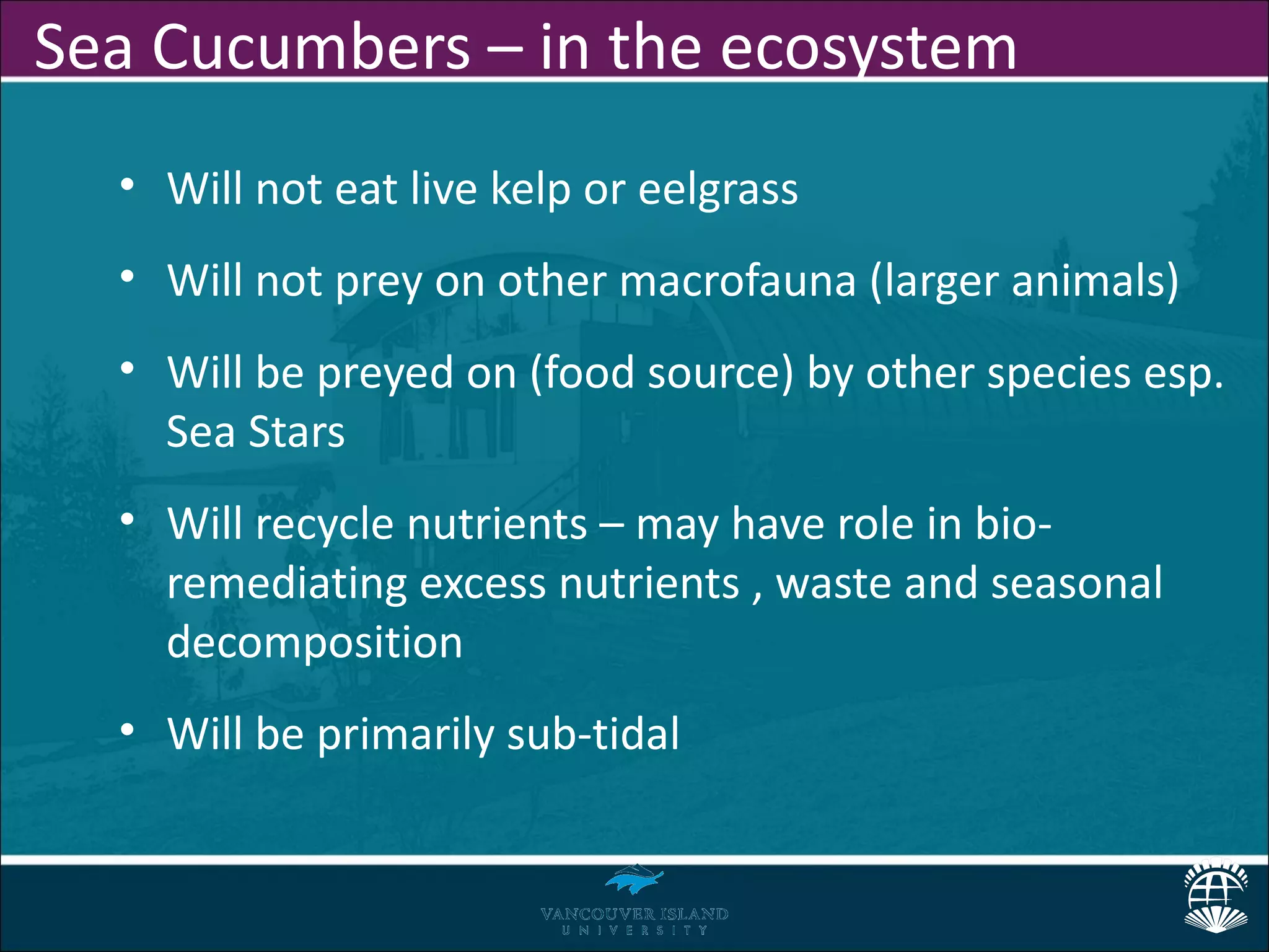 Sea Cucumbers – in the ecosystem
  • Will not eat live kelp or eelgrass
  • Will not prey on other macrofauna (larger animals)
  • Will be preyed on (food source) by other species esp.
    Sea Stars
  • Will recycle nutrients – may have role in bio-
    remediating excess nutrients , waste and seasonal
    decomposition
  • Will be primarily sub-tidal
 