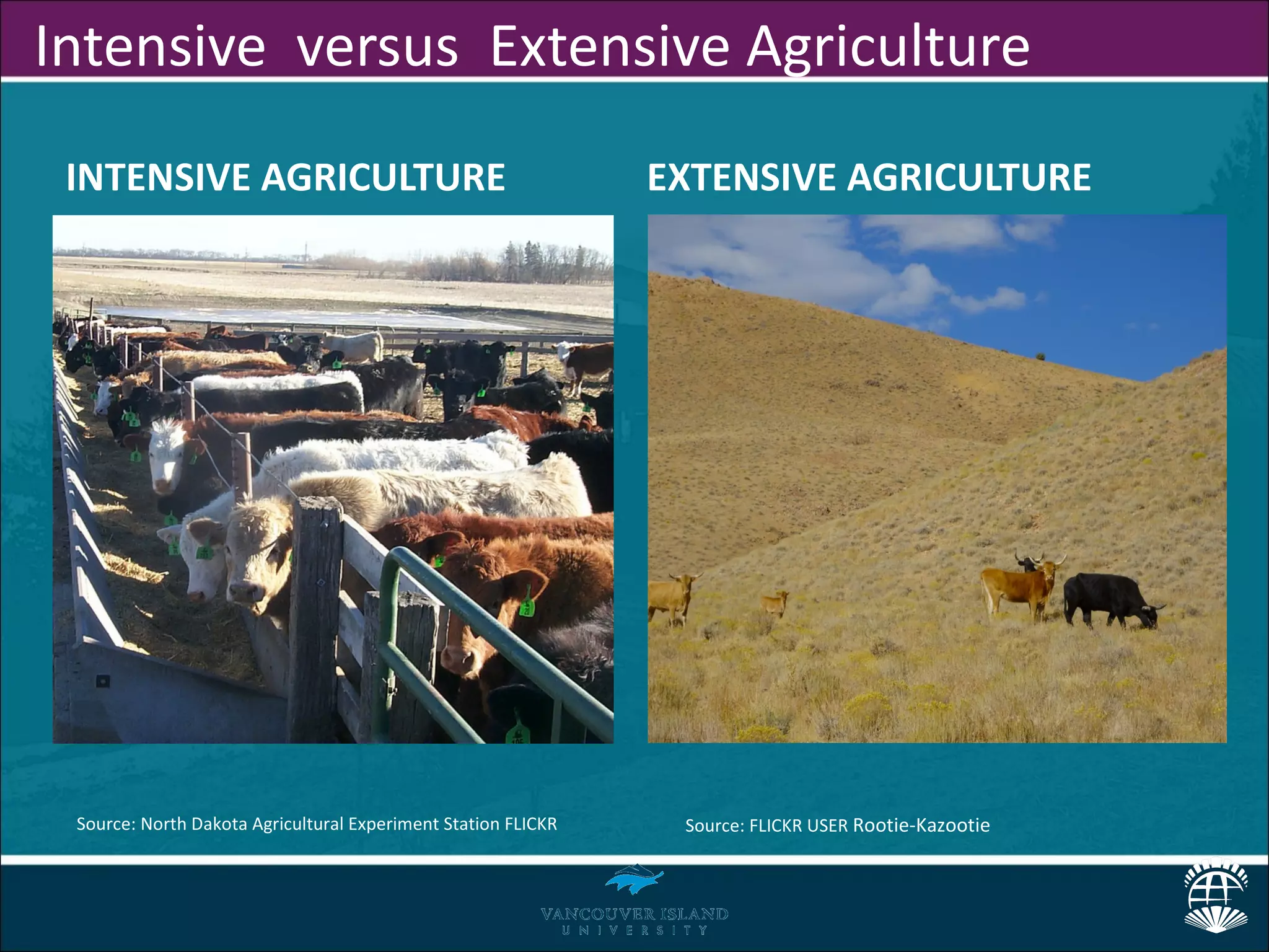 Intensive versus Extensive Agriculture
 INTENSIVE AGRICULTURE                                         EXTENSIVE AGRICULTURE




 Source: North Dakota Agricultural Experiment Station FLICKR    Source: FLICKR USER Rootie-Kazootie
 