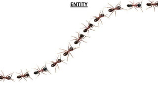 ENTITY
 
