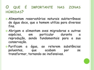 O que é importante nas zonas húmidas?Alimentam reservatórios naturais subterrâneos de água doce, que o homem utiliza para diversos fins.Abrigam e alimentam aves migradoras e outras espécies, em particular durante a reprodução, sendo fundamentais para a sua conservação.Purificam a água, ao reterem substâncias poluentes, que acabam por se transformar, tornando-se inofensivas.