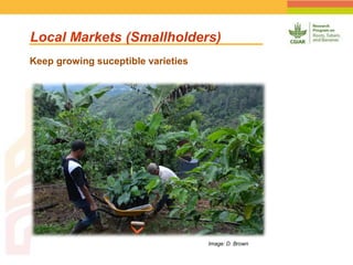 Geographic Targeting for Diagnostic of Banana Fusarium Wilt