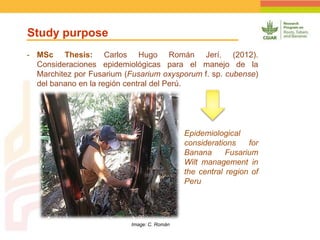 Geographic Targeting for Diagnostic of Banana Fusarium Wilt