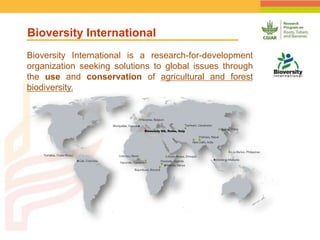 Geographic Targeting for Diagnostic of Banana Fusarium Wilt