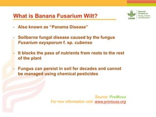 Geographic Targeting for Diagnostic of Banana Fusarium Wilt