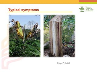 Geographic Targeting for Diagnostic of Banana Fusarium Wilt
