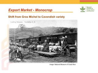 Geographic Targeting for Diagnostic of Banana Fusarium Wilt