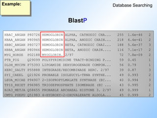 BlastP
Database Searching
Example:
HBAC_ANGAN P80726 HEMOGLOBIN ALPHA, CATHODIC CHA... 255 1.6e-46 2
HBAA_ANGAN P80945 HEMOGLOBIN ALPHA, ANODIC CHAIN... 218 6.4e-41 2
HBBC_ANGAN P80727 HEMOGLOBIN BETA, CATHODIC CHAI... 188 5.6e-37 3
HBBA_ANGAN P80946 HEMOGLOBIN BETA, ANODIC CHAIN.... 116 7.1e-17 2
MYG_HORSE P02188 MYOGLOBIN. 2/97 72 7.8e-09 2
PTB_PIG Q29099 POLYPYRIMIDINE TRACT-BINDING P... 59 0.45 1
DLDH_MYCPN P75393 LIPOAMIDE DEHYDROGENASE COMPON... 56 0.79 1
XERC_SALTY P55888 INTEGRASE/RECOMBINASE XERC. 2/97 39 0.87 3
SYI_CAEEL Q21926 PROBABLE ISOLEUCYL-TRNA SYNTHE... 49 0.993 2
LEUA_MICAE P94907 2-ISOPROPYLMALATE SYNTHASE (EC... 40 0.994 3
TPIS_RHIET P96985 TRIOSEPHOSPHATE ISOMERASE (EC ... 43 0.995 2
HJA3_METJA Q58655 PROBABLE ARCHAEAL HISTONE 3. 2/97 49 0.999 1
CMTG_PSEPU Q51983 4-HYDROXY-2-OXOVALERATE ALDOLA... 45 0.999 2
 