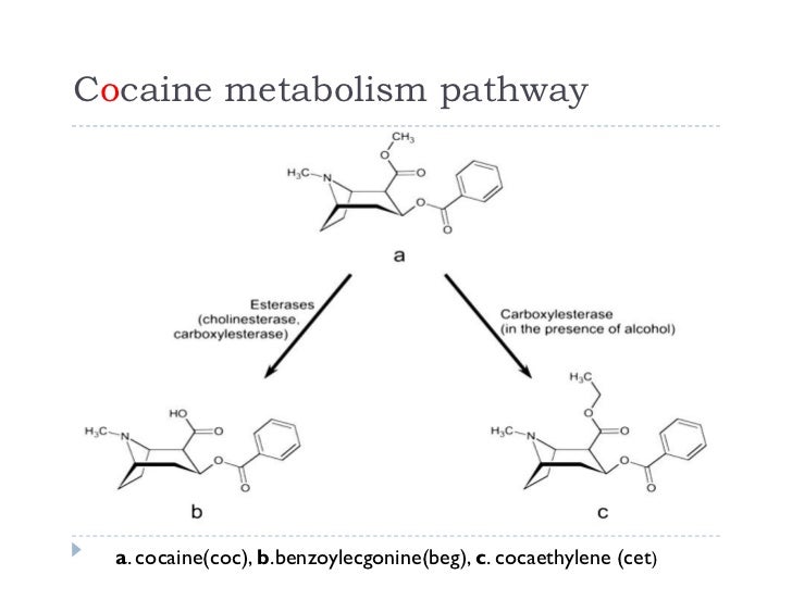 dry blood spotting technique,DBS