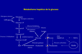 Metabolismo hepático de la glucosa
Glucógeno sintetasa

UDP-glucosa

Glucógeno
Glucógeno fosforilasa

Glucosa-1-P
Glucosa-6-fosfatasa

Glucosa-6-P

Glucosa
Glucoquinasa

Alanina

Lactato

Fructosa-6-P
Fructosa 1,6 bifosfatasa

fosfofructoquinasa

PDH

Piruvato

Piruvato

AcetilCoA

NEFA

Fructosa-1,6-diP
Piruvato quinasa
Oxalacetato

PEP
PEPCK

Piruvato carboxilasa

Oxalacetato

Krebs

 