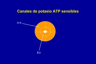 Canales de potasio ATP sensibles
SUR

Kir

 
