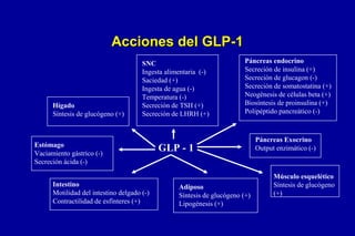 Acciones del GLP-1

Hígado
Síntesis de glucógeno (+)

SNC
Ingesta alimentaria (-)
Saciedad (+)
Ingesta de agua (-)
Temperatura (-)
Secreción de TSH (+)
Secreción de LHRH (+)

Estómago
Vaciamiento gástrico (-)
Secreción ácida (-)
Intestino
Motilidad del intestino delgado (-)
Contractilidad de esfínteres (+)

Páncreas endocrino
Secreción de insulina (+)
Secreción de glucagon (-)
Secreción de somatostatina (+)
Neogénesis de células beta (+)
Biosíntesis de proinsulina (+)
Polipéptido pancreático (-)

GLP - 1

Adiposo
Síntesis de glucógeno (+)
Lipogénesis (+)

Páncreas Exocrino
Output enzimático (-)

Músculo esquelético
Síntesis de glucógeno
(+)

 