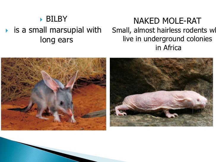Mole Burrowing Mammal Adaptations Behavior Britannica
