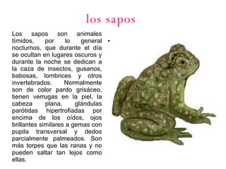 los sapos .   Los sapos son animales tímidos, por lo general nocturnos, que durante el día se ocultan en lugares oscuros y durante la noche se dedican a la caza de insectos, gusanos, babosas, lombrices y otros invertebrados. Normalmente son de color pardo grisáceo, tienen verrugas en la piel, la cabeza plana, glándulas parótidas hipertrofiadas por encima de los oídos, ojos brillantes similares a gemas con pupila transversal y dedos parcialmente palmeados. Son más torpes que las ranas y no pueden saltar tan lejos como ellas .  