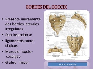 BORDES DEL COCCIX
• Presenta únicamente
dos bordes laterales
irregulares.
• Dan inserción a:
• ligamentos sacro
ciáticos
• Musculo isquio-
coccígeo
• Glúteo mayor Sacado de internet
 
