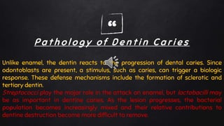 “P a t h o l o g y o f D e n t i n C a r i e s
Unlike enamel, the dentin reacts to the progression of dental caries. Since
odontoblasts are present, a stimulus, such as caries, can trigger a biologic
response. These defense mechanisms include the formation of sclerotic and
tertiary dentin.
Streptococci play the major role in the attack on enamel, but lactobacilli may
be as important in dentine caries. As the lesion progresses, the bacterial
population becomes increasingly mixed and their relative contributions to
dentine destruction become more difficult to remove.
 
