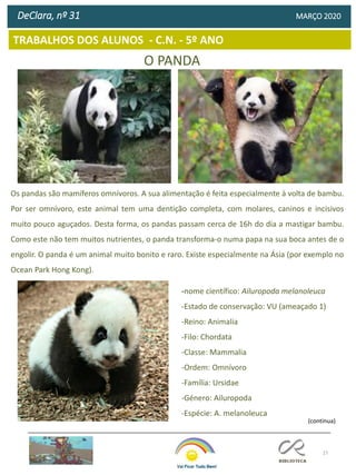 27
TRABALHOS DOS ALUNOS - C.N. - 5º ANO
DeClara, nº 31 MARÇO 2020
O PANDA
Os pandas são mamíferos omnívoros. A sua alimentação é feita especialmente à volta de bambu.
Por ser omnívoro, este animal tem uma dentição completa, com molares, caninos e incisivos
muito pouco aguçados. Desta forma, os pandas passam cerca de 16h do dia a mastigar bambu.
Como este não tem muitos nutrientes, o panda transforma-o numa papa na sua boca antes de o
engolir. O panda é um animal muito bonito e raro. Existe especialmente na Ásia (por exemplo no
Ocean Park Hong Kong).
-nome científico: Ailuropoda melanoleuca
-Estado de conservação: VU (ameaçado 1)
-Reino: Animalia
-Filo: Chordata
-Classe: Mammalia
-Ordem: Omnívoro
-Família: Ursidae
-Género: Ailuropoda
-Espécie: A. melanoleuca
(continua)
 