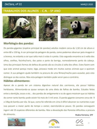28
TRABALHOS DOS ALUNOS - C.N. - 5º ANO
DeClara, nº 31 MARÇO 2020
Morfologia dos pandas:
Os pandas-gigantes (espécie principal de pandas) adultos medem cerca de 1,50 cm de altura e
entre 80 a 150 kg. A cor principal da pelagem do panda, como podemos observar pela imagem é
o branco, no entanto a cor que salta mais à vista é o preto. Esta segunda encontra-se à volta dos
olhos, orelhas, focinho/nariz, das patas e parte da barriga, nomeadamente perto da cabeça.
Uma das principais formas de defesa do panda são os círculos à volta dos olhos. Estes fazem com
que este animal pareça maior, logo, provoca medo em muitos outros animais que o queiram
comer. A sua pelagem ajuda também na procura de uma fêmea/macho para acasalar, pois esta
distingue-se das outras. Mas esta pelagem também pode servir para o contrário.
Hábitos alimentares:
Apesar de o panda ter um sistema digestivo natural dos carnívoros, ele possuí hábitos
herbívoros. Alimentando-se quase sempre de uma dieta de folhas de bambu. Estudos feitos
entre a dentição, ossos e etc... dos pandas de antigamente e os de agora mostram que os hábitos
do comer tanto bambu pode existir há mais de 5 mil anos. O panda-gigante consome cerca de 9
a 14kg de bambu por dia. Só que, como foi referido em cima é difícil absorver os nutrientes e por
isso passam a maior parte do tempo a comer, exercitando-se pouco. Os pandas conseguem
ingerir até 25 espécies diferentes de bambu. Mas a devastação das florestas dificultou a procura
de alimento. Pedro Ferreira, 5ºF
 