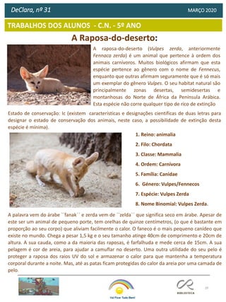 29
TRABALHOS DOS ALUNOS - C.N. - 5º ANO
DeClara, nº 31 MARÇO 2020
A Raposa-do-deserto:
A raposa-do-deserto (Vulpes zerda, anteriormente
Fennaca zerda) é um animal que pertence à ordem dos
animais carnívoros. Muitos biológicos afirmam que esta
espécie pertence ao gênero com o nome de Fennecus,
enquanto que outras afirmam seguramente que é só mais
um exemplar do gênero Vulpes. O seu habitat natural são
principalmente zonas desertas, semidesertas e
montanhosas do Norte de África da Península Arábica.
Esta espécie não corre qualquer tipo de rico de extinção
Estado de conservação: Ic (existem características e designações cientificas de duas letras para
designar o estado de conservação dos animais, neste caso, a possibilidade de extinção desta
espécie é mínima).
1. Reino: animalia
2. Filo: Chordata
3. Classe: Mammalia
4. Ordem: Carnívora
5. Família: Canidae
6. Género: Vulpes/Fennecos
7. Espécie: Vulpes Zerda
8. Nome Binomial: Vulpes Zerda.
A palavra vem do árabe ``fanak´´ e zerda vem de ``zelda´´ que significa seco em árabe. Apesar de
este ser um animal de pequeno porte, tem orelhas de quinze centímetros, (o que é bastante em
proporção ao seu corpo) que aliviam facilmente o calor. O faneco é o mais pequeno canídeo que
existe no mundo. Chega a pesar 1,5 kg e o seu tamanho atinge 40cm de comprimento e 20cm de
altura. A sua cauda, como a da maioria das raposas, é farfalhuda e mede cerca de 15cm. A sua
pelagem é cor de areia, para ajudar a camuflar no deserto. Uma outra utilidade do seu pelo é
proteger a raposa dos raios UV do sol e armazenar o calor para que mantenha a temperatura
corporal durante a noite. Mas, até as patas ficam protegidas do calor da areia por uma camada de
pelo.
 