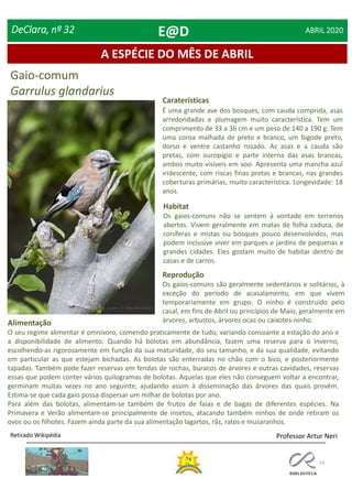 14
A ESPÉCIE DO MÊS DE ABRIL
DeClara, nº 32 ABRIL 2020
Gaio-comum
Garrulus glandarius
Reprodução
Os gaios-comuns são geralmente sedentários e solitários, à
exceção do período de acasalamento, em que vivem
temporariamente em grupo. O ninho é construído pelo
casal, em fins de Abril ou princípios de Maio, geralmente em
árvores, arbustos, árvores ocas ou caixotes-ninho.
Caraterísticas
É uma grande ave dos bosques, com cauda comprida, asas
arredondadas e plumagem muito característica. Tem um
comprimento de 33 a 36 cm e um peso de 140 a 190 g. Tem
uma coroa malhada de preto e branco, um bigode preto,
dorso e ventre castanho rosado. As asas e a cauda são
pretas, com ouropígio e parte interna das asas brancas,
ambos muito visíveis em voo. Apresenta uma mancha azul
iridescente, com riscas finas pretas e brancas, nas grandes
coberturas primárias, muito característica. Longevidade: 18
anos.
Habitat
Os gaios-comuns não se sentem à vontade em terrenos
abertos. Vivem geralmente em matas de folha caduca, de
coníferas e mistas ou bosques pouco desenvolvidos, mas
podem inclusive viver em parques e jardins de pequenas e
grandes cidades. Eles gostam muito de habitar dentro de
casas e de carros.
Alimentação
O seu regime alimentar é omnívoro, comendo praticamente de tudo, variando consoante a estação do ano e
a disponibilidade de alimento. Quando há bolotas em abundância, fazem uma reserva para o Inverno,
escolhendo-as rigorosamente em função da sua maturidade, do seu tamanho, e da sua qualidade, evitando
em particular as que estejam bichadas. As bolotas são enterradas no chão com o bico, e posteriormente
tapadas. Também pode fazer reservas em fendas de rochas, buracos de árvores e outras cavidades, reservas
essas que podem conter vários quilogramas de bolotas. Aquelas que eles não conseguem voltar a encontrar,
germinam muitas vezes no ano seguinte, ajudando assim à disseminação das árvores das quais provêm.
Estima-se que cada gaio possa dispersar um milhar de bolotas por ano.
Para além das bolotas, alimentam-se também de frutos de faias e de bagas de diferentes espécies. Na
Primavera e Verão alimentam-se principalmente de insetos, atacando também ninhos de onde retiram os
ovos ou os filhotes. Fazem ainda parte da sua alimentação lagartos, rãs, ratos e musaranhos.
Retirado Wikipédia Professor Artur Neri
E@D
 